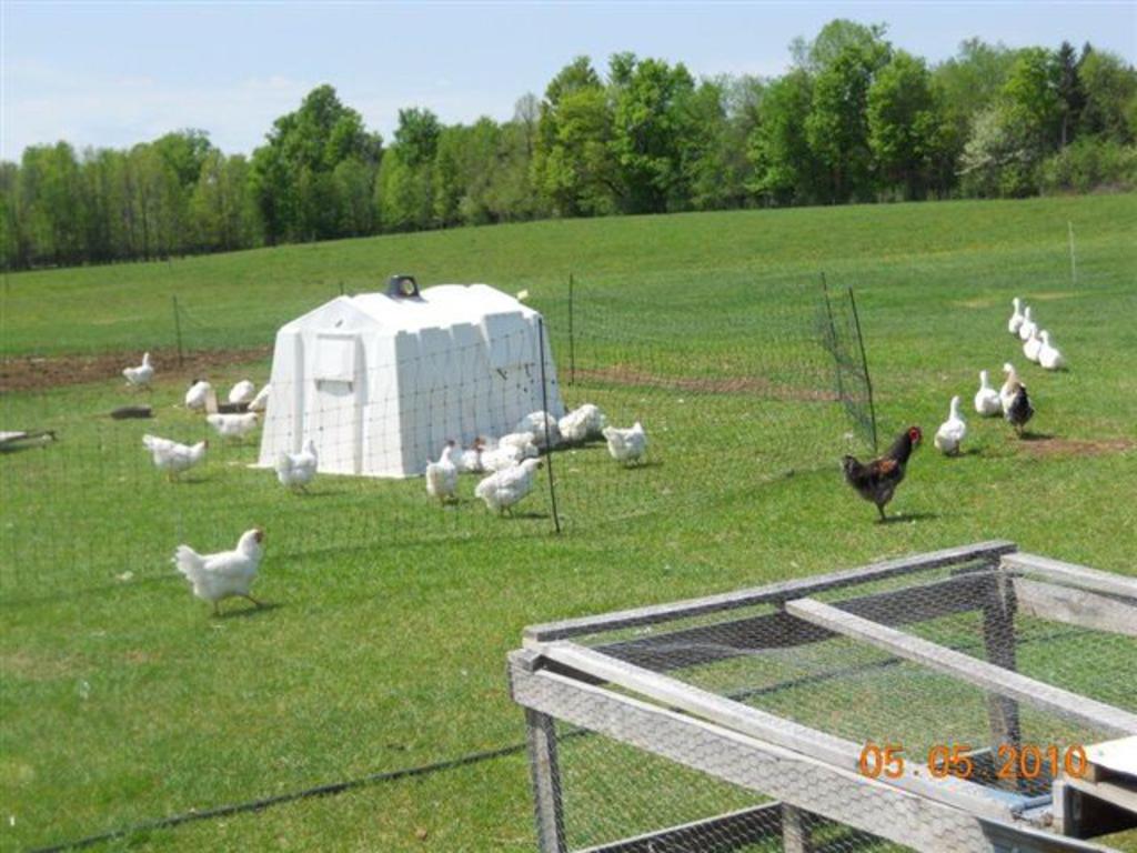 Fieldpen_phto_3_of_chickens____007_(2)